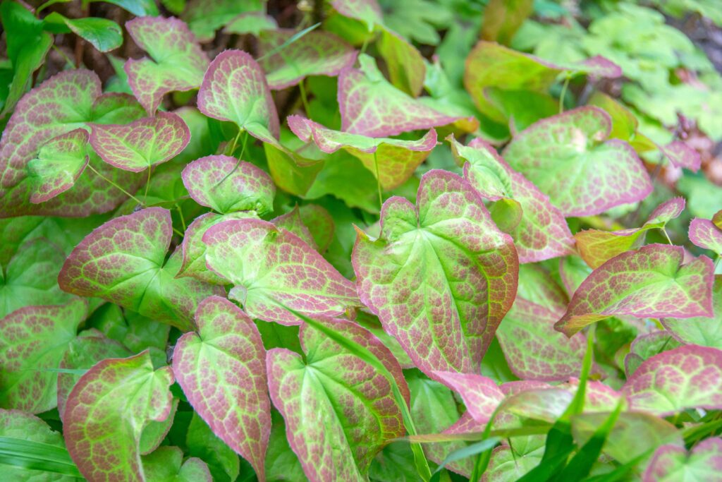 goatweed