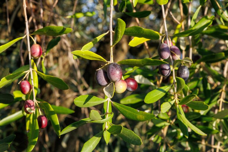 Close-up of ripe black and green olives hanging on an olive tree branch in sunlight.