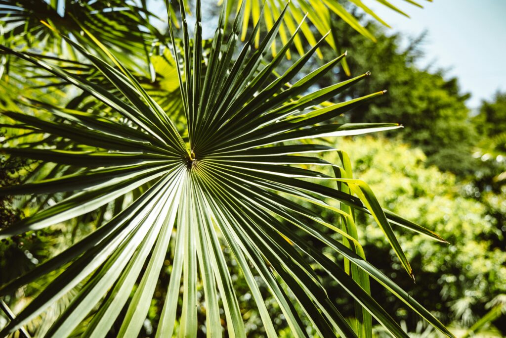 Close-up of a vibrant tropical palm leaf with sunlight filtering through, surrounded by lush greenery.